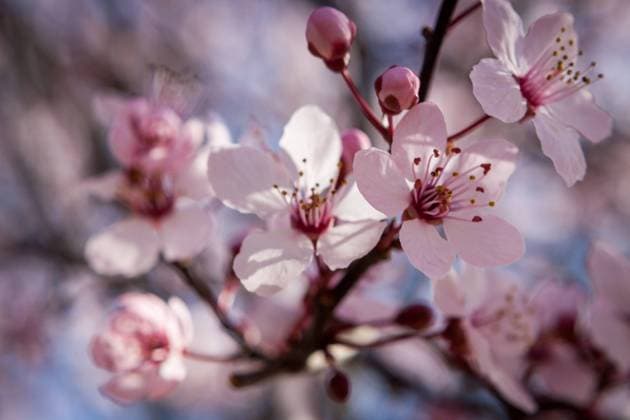 IMAGO Creative, Frühling, Sakura, Kirschblüte in Japan