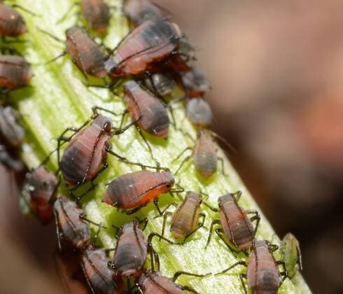 Natur, Tiere, Insekten, Blattläuse