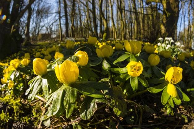 Natur, Pflanzen, Adonisröschen
