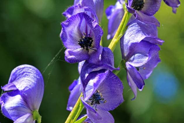Natur, Pflanzen, Blauer Eisenhut