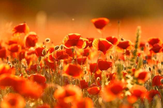 Natur, Pflanzen, Klatschmohn