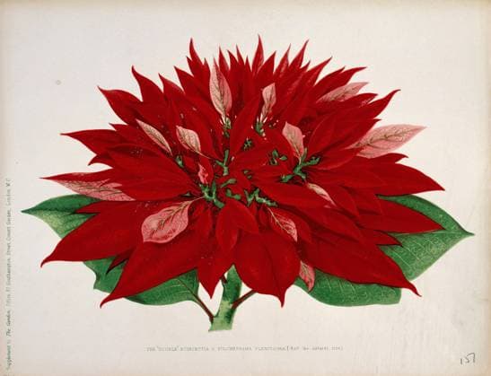 IMAGO Creative, Weihnachten, Weihnachtsstern - Pflanze mit Tradition