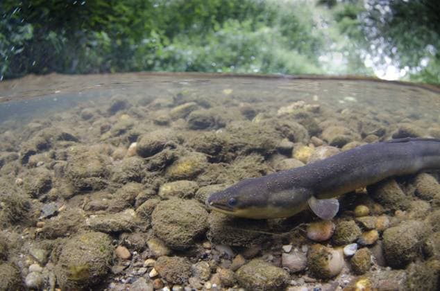 Europäischer Aal ist Fisch des Jahres 2025