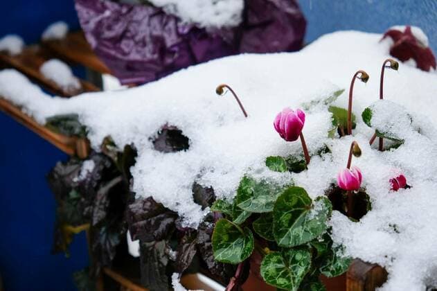 Natur, Pflanzen, Frühlings-Alpenveilchen