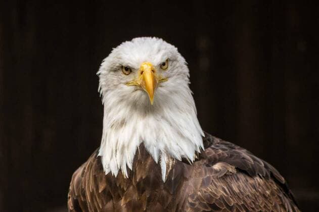 Kalendermotive: Adler