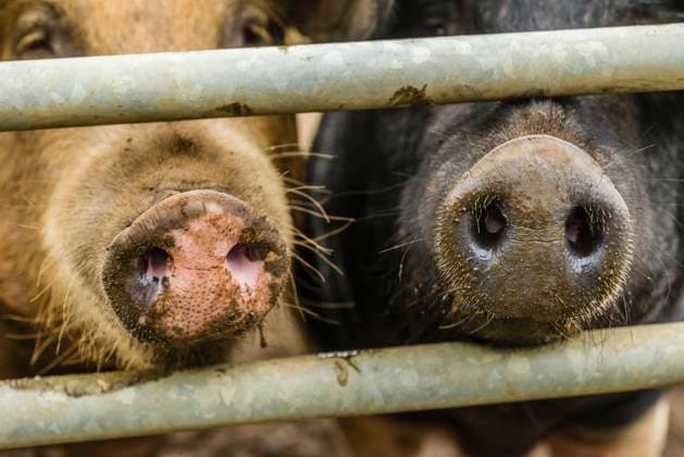 Fleischproduktion in Deutschland stark gesunken, Symbolbilder