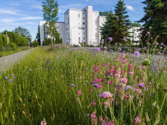 Natur, Pflanzen, Bienenweide