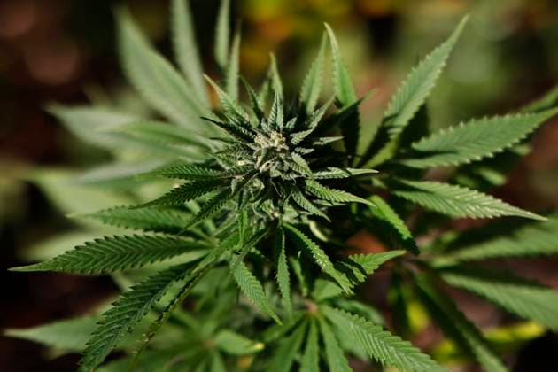 Ampel-Fraktionen einigen sich auf Cannabis-Gesetz, Archivbilder