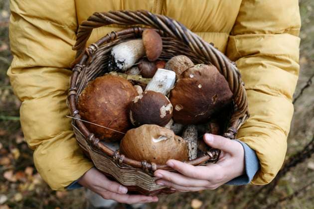 IMAGO Creative, Jahreszeit Herbst, Pilze sammeln