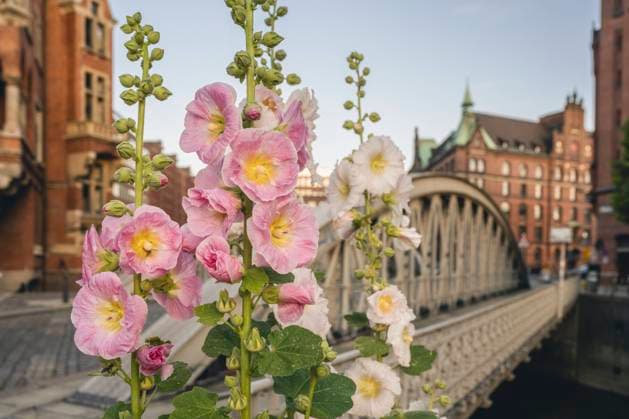 Die Garten-Stockrose ist Stadtpflanze des Jahres 2024