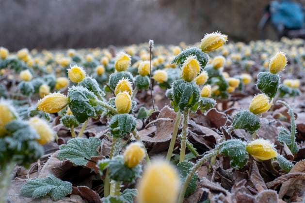 Natur, Pflanzen, Winterlinge