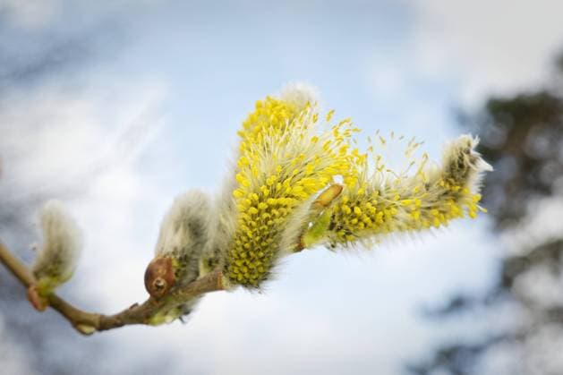 Natur, Pflanzen, Salweide