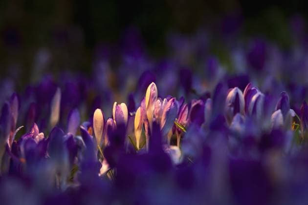 IMAGO Creative, Frühling, Licht und Sonne