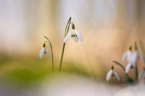Natur, Pflanzen, Schneeglöckchen
