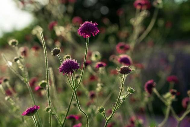 Natur, Pflanzen, Witwenblume
