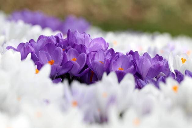 Natur, Pflanzen, Krokusse