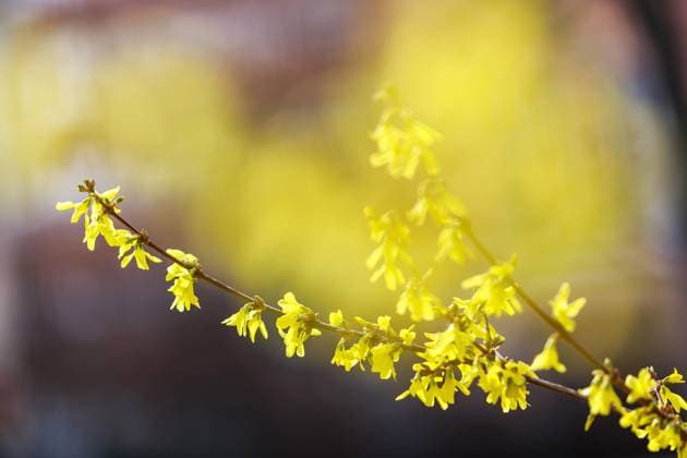 Natur, Pflanzen, Forsythien