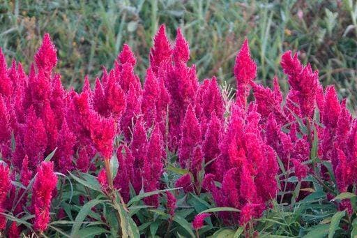 Natur, Pflanzen, Brandschopf