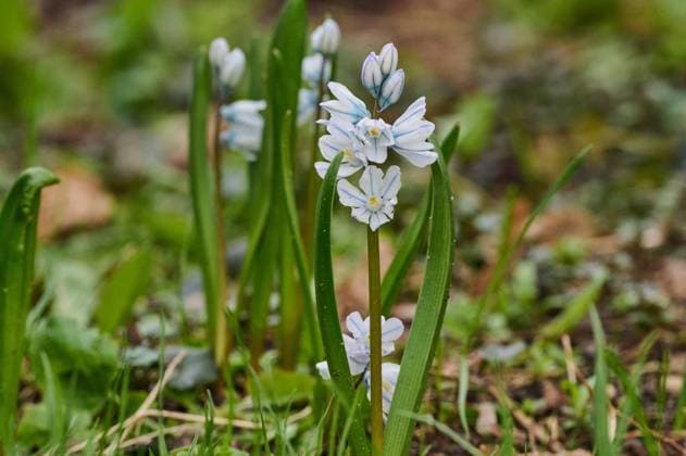 Natur, Pflanzen, Puschkinie