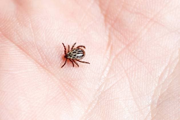Zecken-Virus ALSV auch in Deutschland angekommen