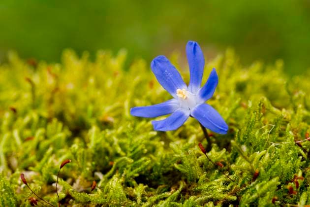 Natur, Pflanzen, Zweiblättriger Blaustern