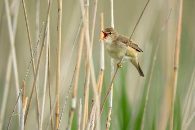Natur, Tiere, Vögel, Teichrohrsänger - Acrocephalus scirpaceus
