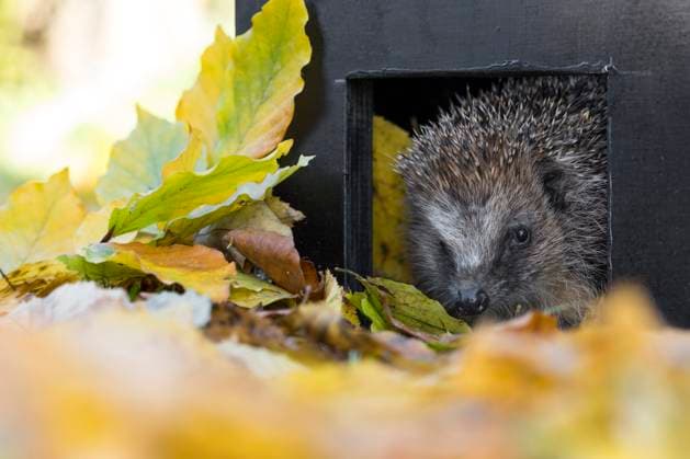 IMAGO Creative, Jahreszeit Herbst, Igel beziehen Winterquartier