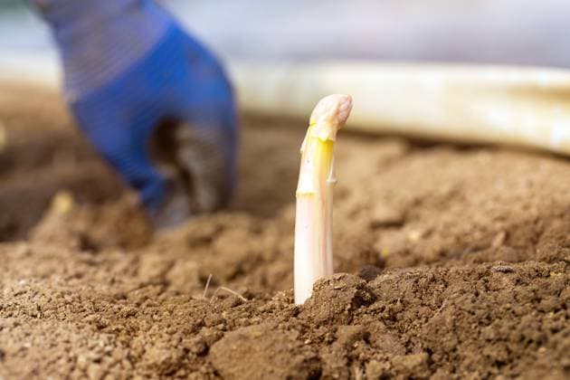 Spargel zu Saisonbeginn deutlich teurer, Archivbilder