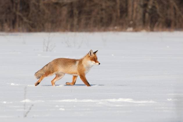 IMAGO Creative, Winter, Tiere