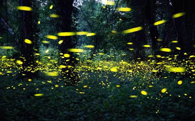 IMAGO Nature: Unsere Erde, Lichtverschmutzung in den Nächten bedroht Glühwürmchen-Populationen