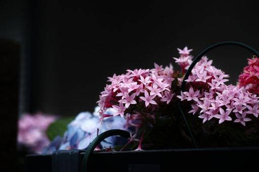 Natur, Pflanzen, Pentas