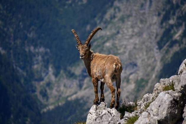 EURO 2024, Gastgeber Deutschland - Tierwelt