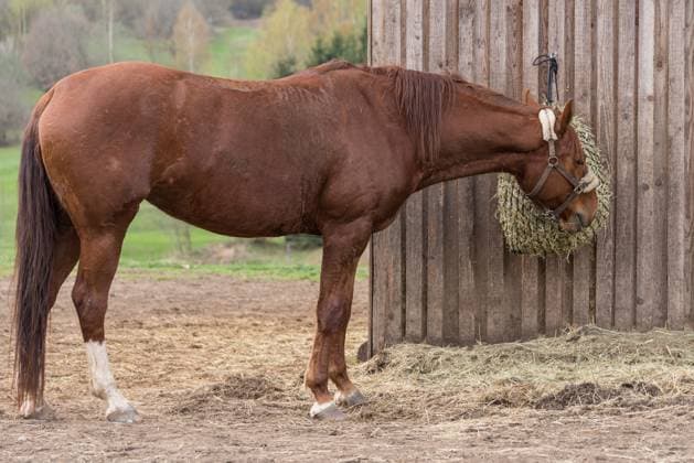 Pferd ist Versuchstier des Jahres 2026, Symbolbilder