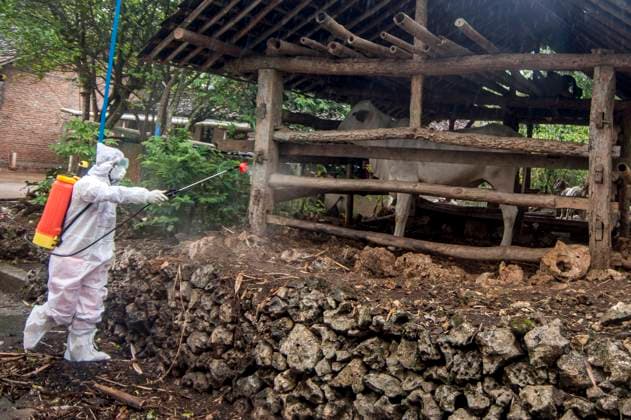 WHO meldet Anthrax-Ausbrüche in fünf afrikanischen Ländern, Archivbilder