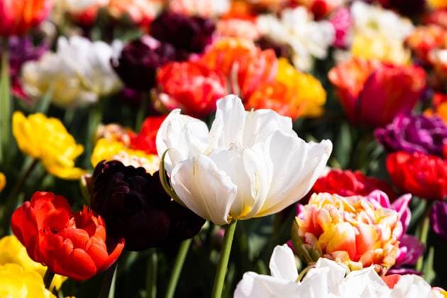 IMAGO Creative, Frühling, Frühlingsblumen