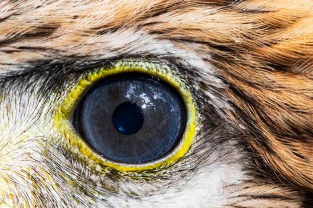 Kalendermotive: Tieraugen