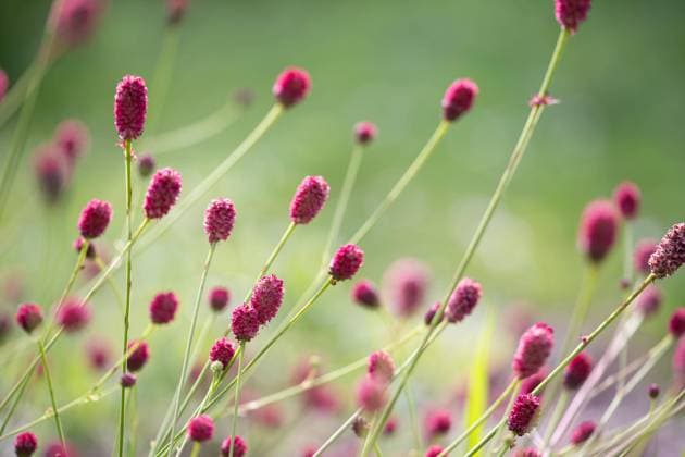 Natur, Pflanzen, Wiesenkopf