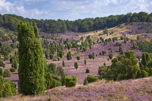 Kalendermotive: Lüneburger Heide