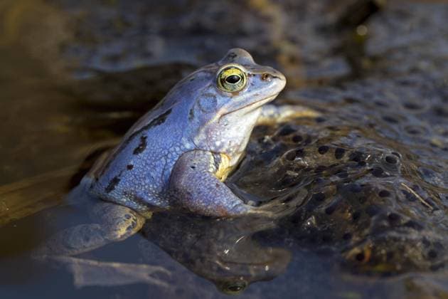 Der Moorfrosch ist Lurch des Jahres 2025