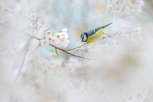 IMAGO Creative, Frühling, Vögel im Frühling