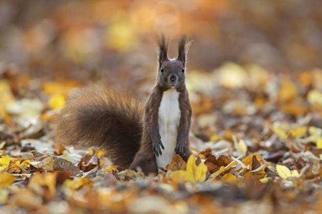 IMAGO Creative, Tiere im Herbst