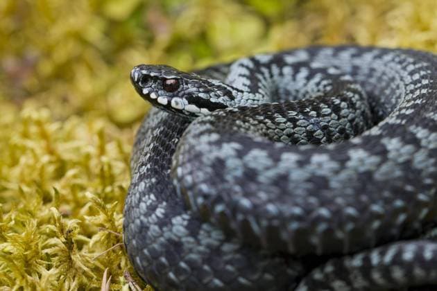 Reptil des Jahres 2024, Die Kreuzotter