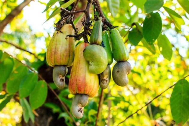 Der Cashewbaum ist Giftpflanze des Jahres 2025