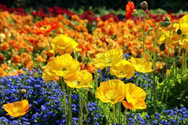Natur, Pflanzen, Islandmohn