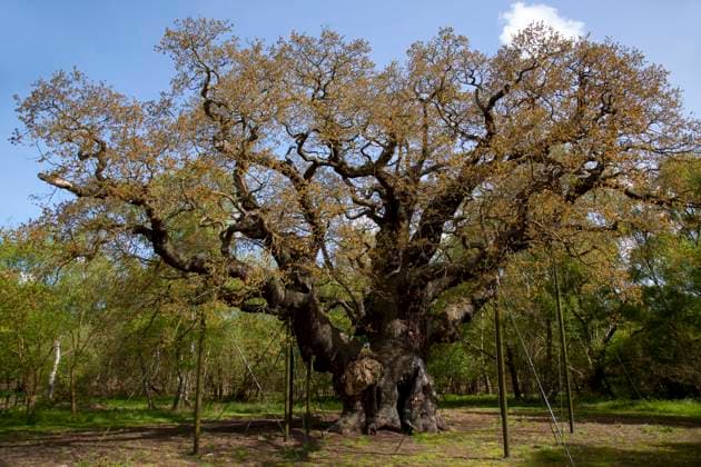 Großbritannien, Uralte Robin-Hood-Eiche im Sherwood Forest in Nottingham abgestorben, Archivbilder