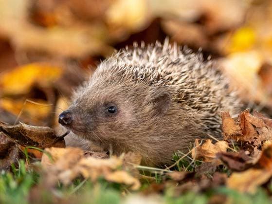 Der Igel ist Tier des Jahres 2024