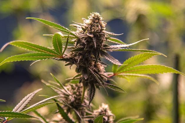 Cannabis-Gesetz, SPD blockiert Entkriminalisierung, Archivbilder