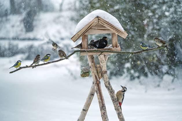 IMAGO Creative, Winter, Natur, Wintervögel und Vogelhäuschen