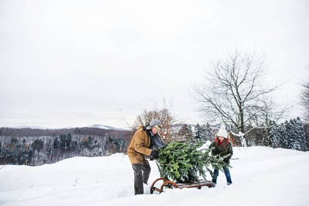 IMAGO Creative, Weihnachten, Weihnachtsbäume selber schlagen