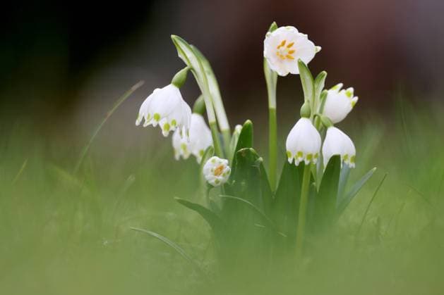 IMAGO Creative, Frühling, Frühlingsboten, Märzenbecher